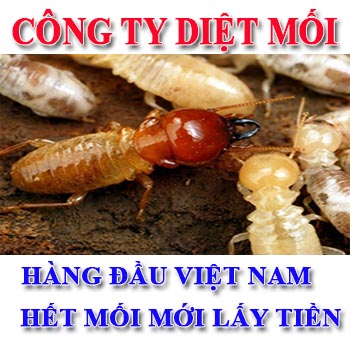 cong-ty-diet-moi