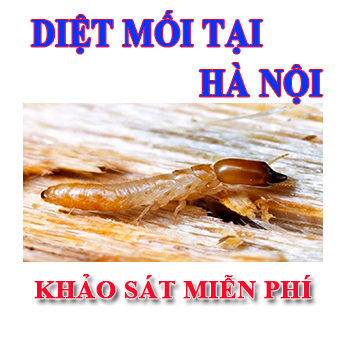 diet-moi-tai-ha-noi